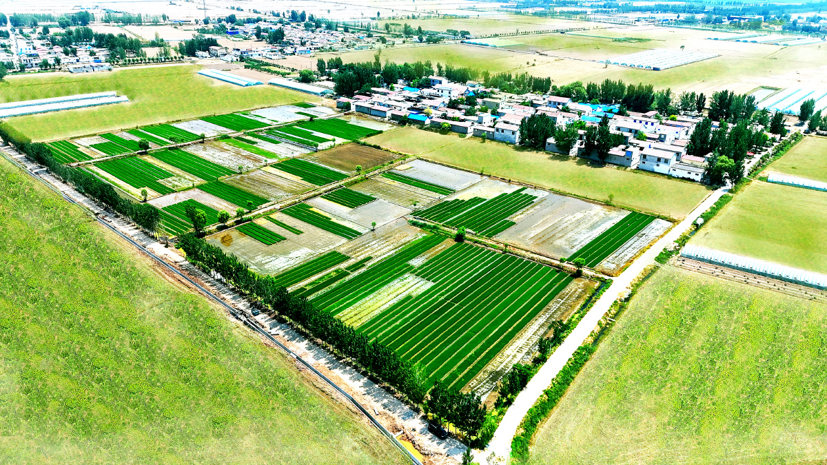 濟寧市任城區(qū)高標準農田建設項目
